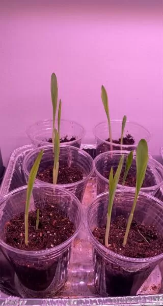 Bicolor Mirai® 301BC Corn Seeds photo review