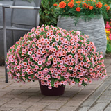 Pink Blast Calibrachoa