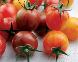 Organic Tomato Seeds